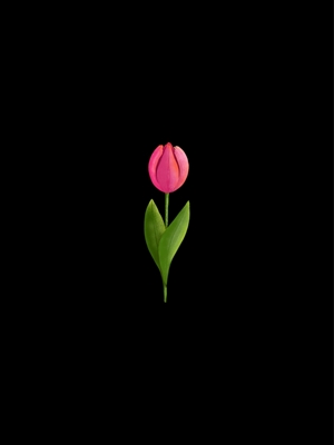 One red tulip 