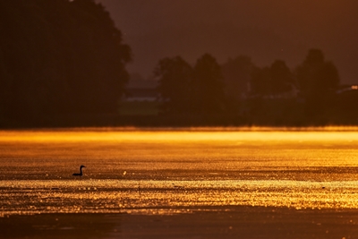 Zlatá rána u jezera