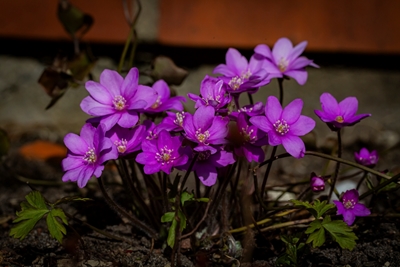 Hepatica - Purple Anemone