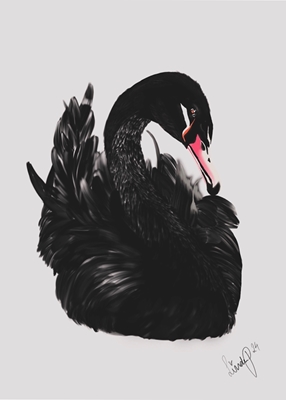 Labuť černá