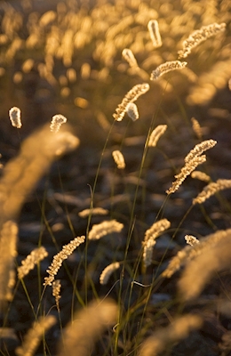 beautiful sunsetligh in meadow