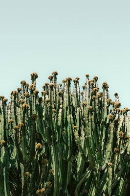 Vibraciones de cactus en España 