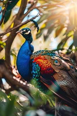 A Peacock's Portrait
