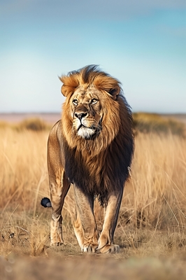 Monarch of the Plains - Lion