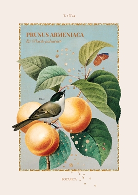 Botanica - Apricot