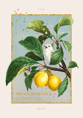 Botanica - prune jaune