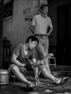 Peleas de gallos en Hanoi