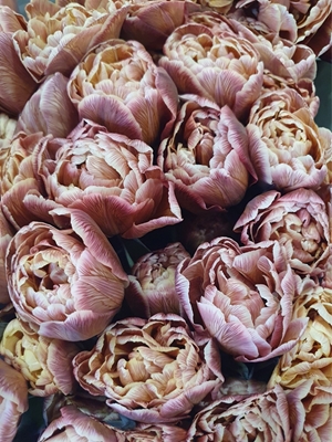 Colección Flora: Tulipán francés
