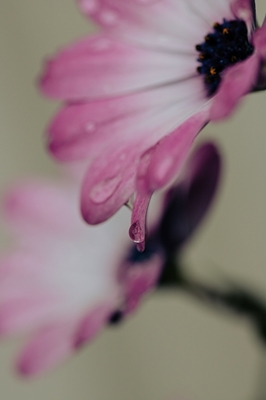 Gota de chuva em pétalas de flores
