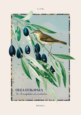 Botanica - Olive