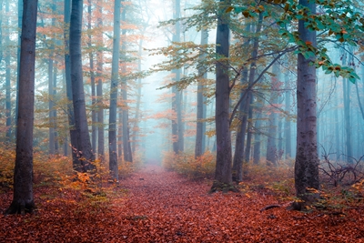 Spaziergang im Nebelwald