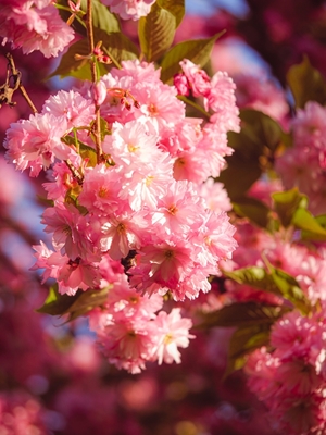  cherry blossom 2
