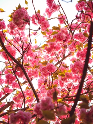 Kirsikankukat 3 