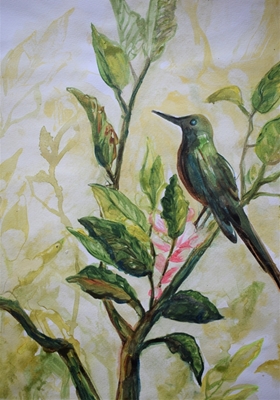 Kolibřík na větvi