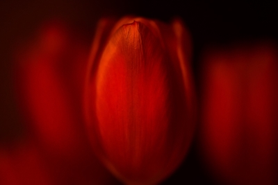Rode tulpen 
