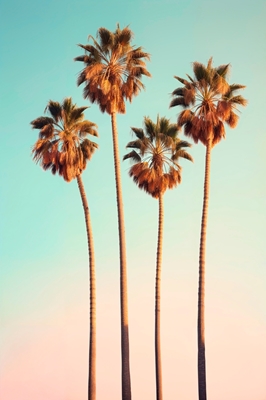 De Palmbomen van Hollywood