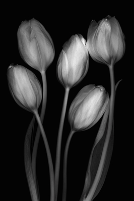 Tulips in movement