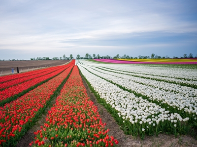 Campo de tulipas na primavera
