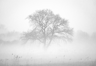 Tree in morning fog