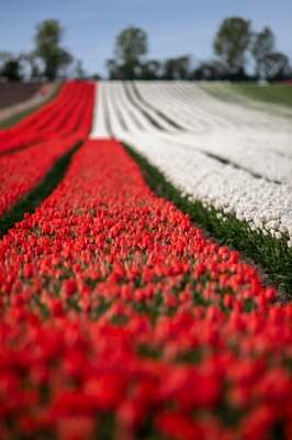Tulipes dans un champ