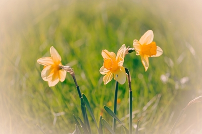 Drie narcissen in de lentelicht