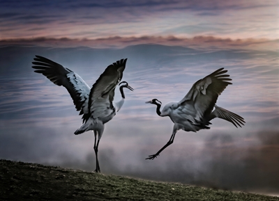 Two dancing cranes.