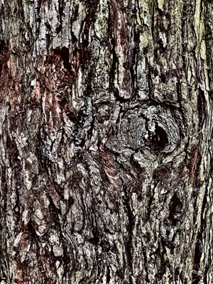 Art of Nature - Tree Bark