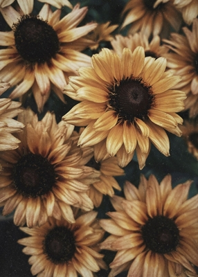 Dreamy sunflowers 