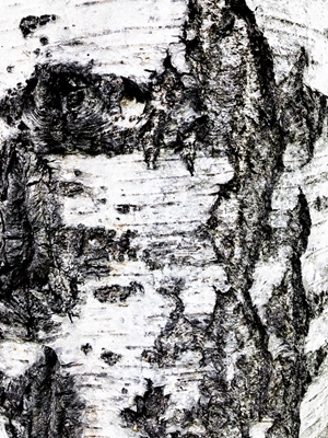 Nature photography birch bark