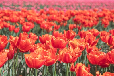 Orangefarbene Tulpen auf einem holländischen Feld