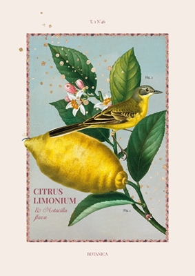 Botanica - Lemon