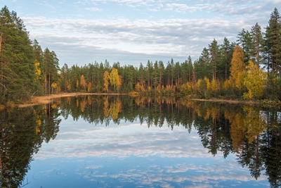 Efterårsskov reflekteret i vand.