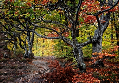 Sękate drzewa w jesiennych kolorach.