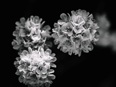 Malé bílé květy