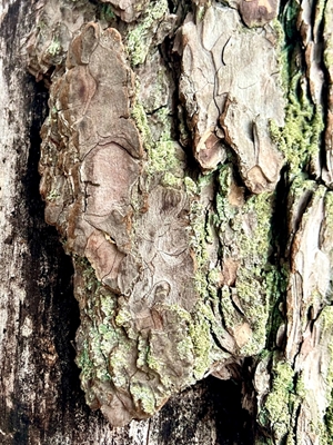 Pine bark mønstre