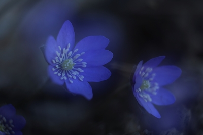 Primavera Azul
