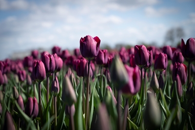 Tulipanes de color púrpura oscuro