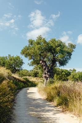 Gammalt olivträd