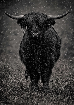 Highland cattle in rainy wet.