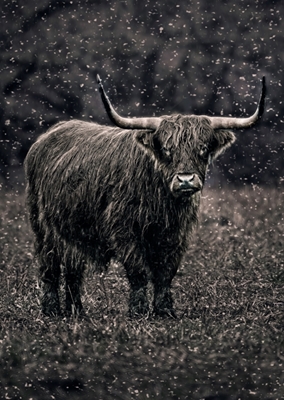 Highland cattle in rainy wet.