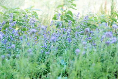Niebieskie letnie kwiaty