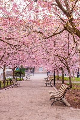 Cerisier en fleurs dans le parc des séminaires