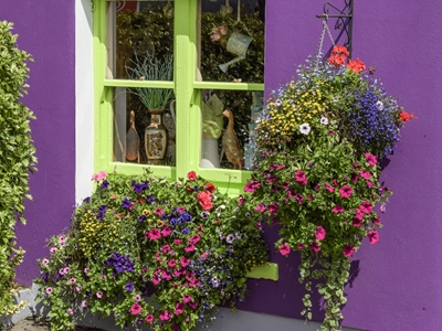Blomstrende vinduesindramning