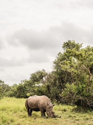 Nashörner in Uganda