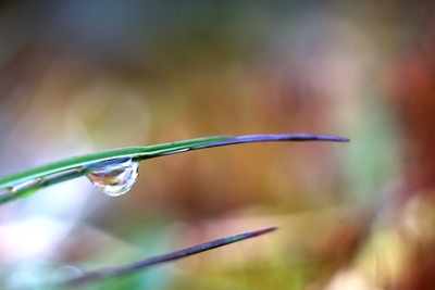 Spring rain