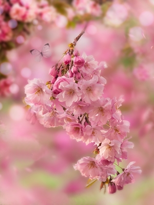 Cherry blossom and butterfly