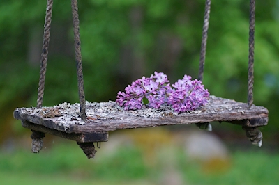 Lilac på swing