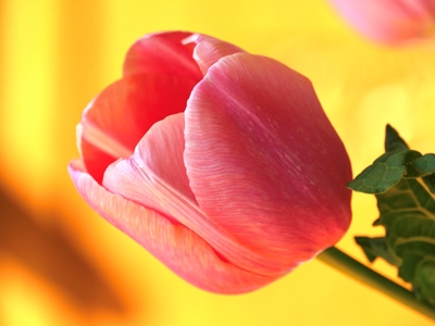 Tulipan z bliska 