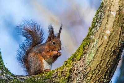 Red Squirrel