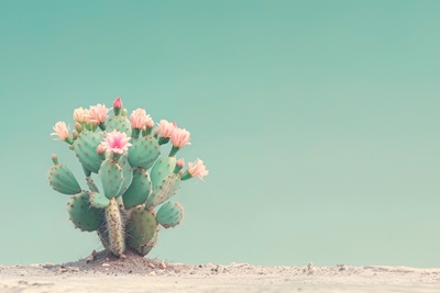 Kaktus Blommor